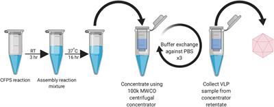 Synthesis and Assembly of Hepatitis B Virus-Like Particles in a Pichia pastoris Cell-Free System